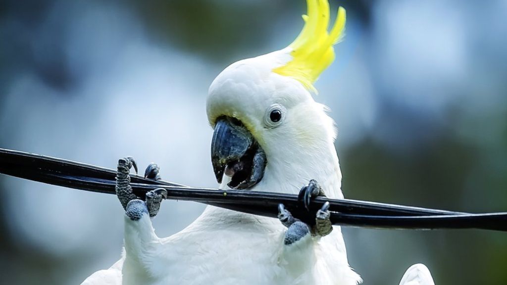 Cockatoos Are Chomping On Internet Cables In Australia